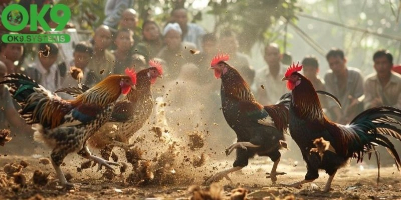 bí quyết chơi đá gà