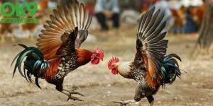 bí quyết chơi đá gà