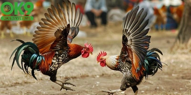 bí quyết chơi đá gà